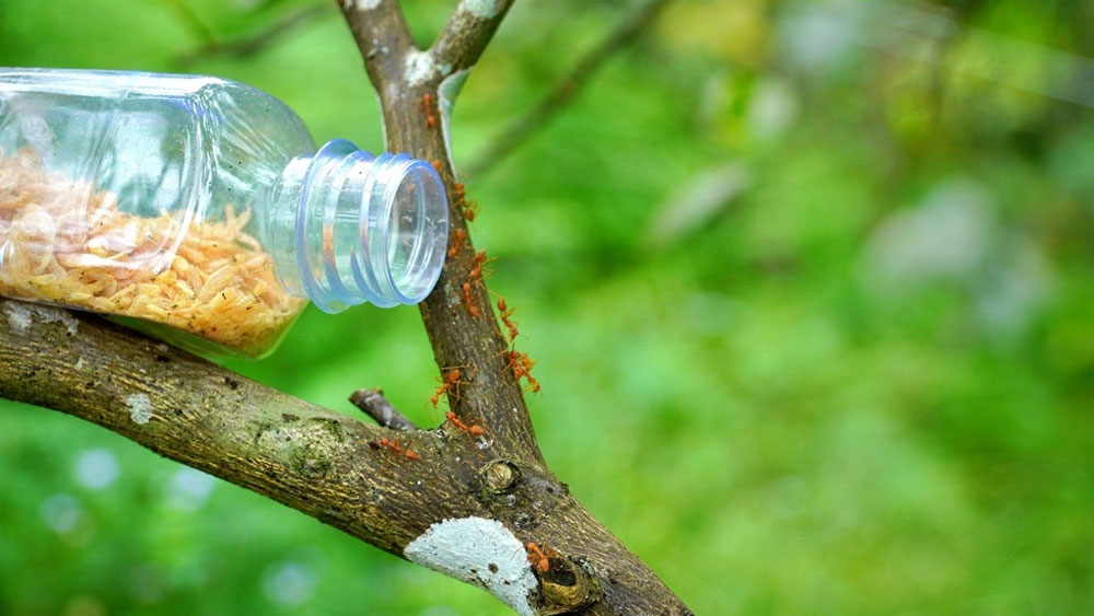 Lão nông "lấy độc trị độc" để bảo vệ vườn quả đặc sản