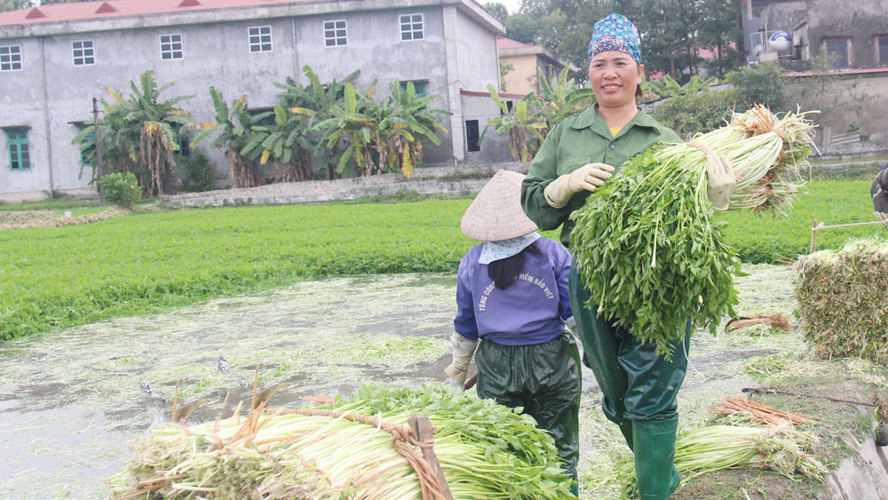 Rau cần Hoàng Lương tiêu thụ thuận lợi