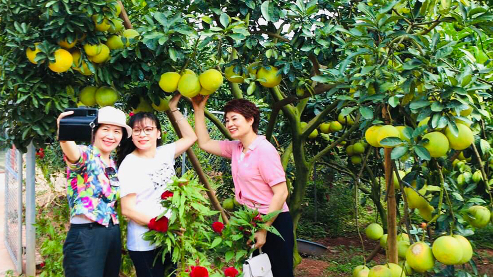 Lục Ngạn: Vào mùa cam, bưởi