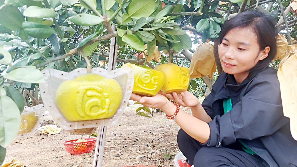 Về Lục Ngạn thăm vườn bưởi tạo hình độc, lạ