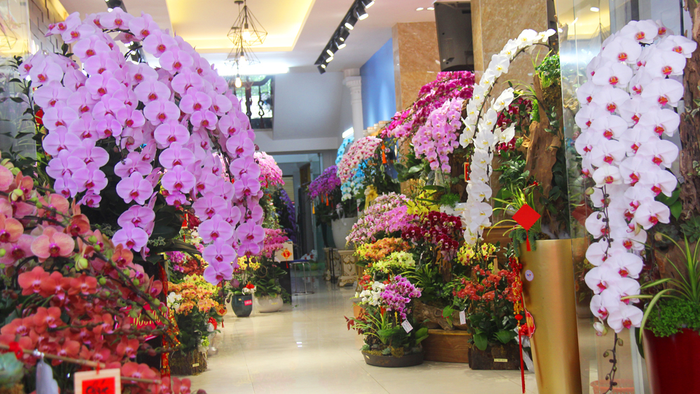 Sắc lan rực rỡ đón Tết