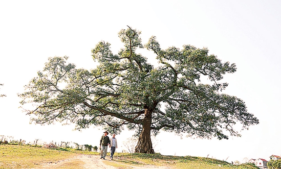 Xã Tam Giang: Khát vọng từ miền ký ức