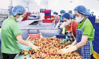 Nông sản an toàn: Từ làng vào siêu thị, ra thế giới. Bài 1: Sạch từ gốc