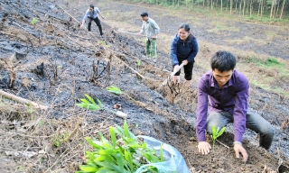 Bắc Ninh: Trồng rừng vượt kế hoạch cả năm