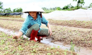 Bắc Bộ và Bắc Trung Bộ có gần 113.000 ha cây trồng bị ngập úng