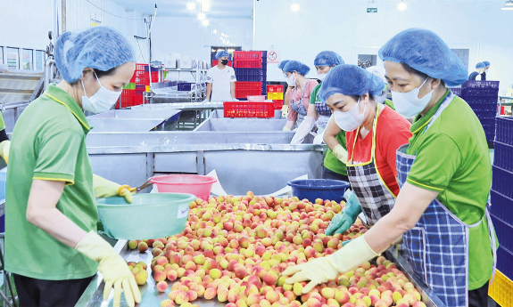 Để vải thiều tỏa hương mùa gió lạnh