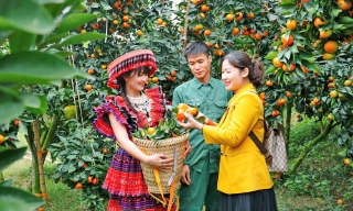 Khi trái ngọt kể chuyện quê hương