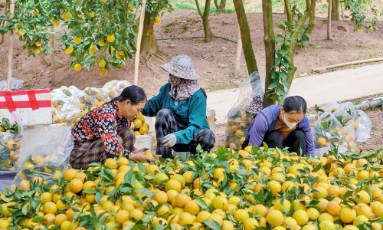  Thích ứng với thị trường, nâng hiệu quả nông nghiệp