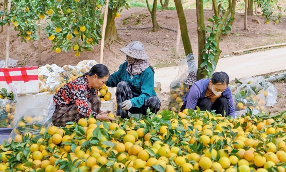 Thích ứng với thị trường, nâng hiệu quả nông nghiệp