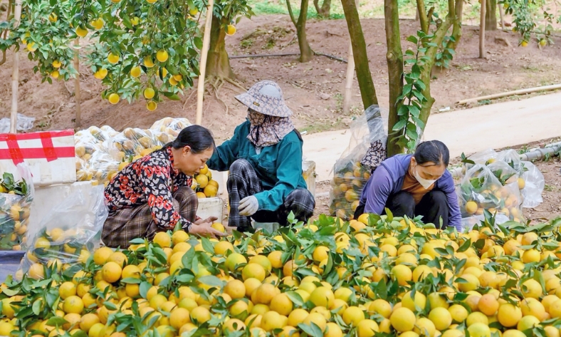  Thích ứng với thị trường, nâng hiệu quả nông nghiệp