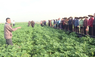 Hiệu quả ứng dụng sản phẩm sinh học vào trồng khoai tây vụ đông