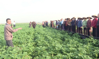  Hiệu quả ứng dụng sản phẩm sinh học vào trồng khoai tây vụ đông