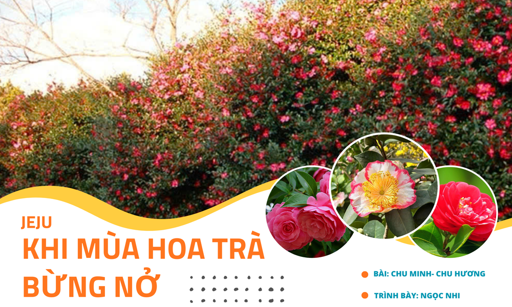 Jeju- Khi mùa hoa trà bừng nở