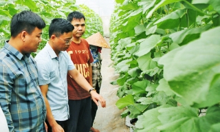 Sử dụng hiệu quả đất bãi ven sông