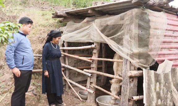 Hiệu quả từ nuôi ngựa thương phẩm