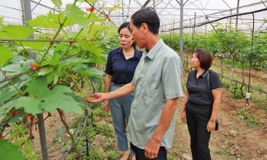  Xã Nhân Thắng: Khuyến khích tích tụ ruộng đất, phát triển nông nghiệp xanh