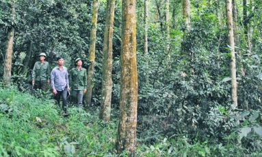  Công ty Lâm nghiệp Yên Thế đi đầu trong phát triển rừng gỗ lớn