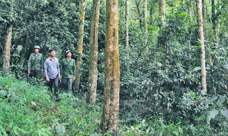  Công ty Lâm nghiệp Yên Thế đi đầu trong phát triển rừng gỗ lớn