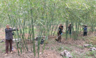 Bắc Ninh: Giá vật tư tăng cao, nông dân chủ động thích ứng