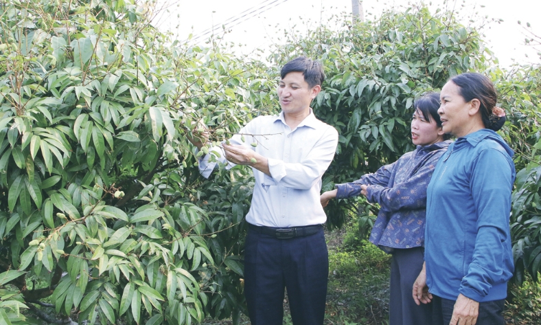  Sản xuất vải thiều: Tăng giá trị, bù sản lượng 