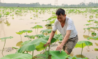  Làm giàu từ trồng sen lấy củ 