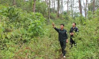 Lực lượng kiểm lâm: Lặng thầm giữ màu xanh cho rừng