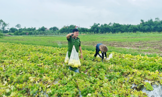Công an xã Cao Đức hỗ trợ người dân thu hoạch nông sản trong mưa lớn