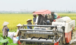 Mỗi xã, phường chọn 3-4 giống lúa chủ lực trong vụ mùa  