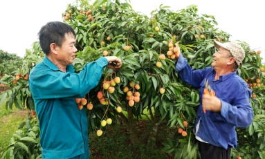  Bắc Ninh bảo đảm các điều kiện tiêu thụ vải thiều thuận lợi