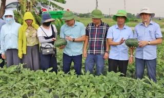 Bắc Ninh quản lý 409 mã số vùng trồng phục vụ xuất khẩu và tiêu thụ nội địa
