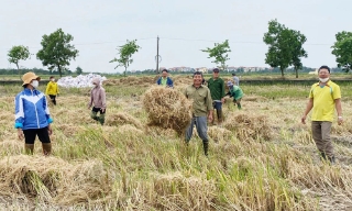 Lợi ích kép từ xử lý rơm rạ 