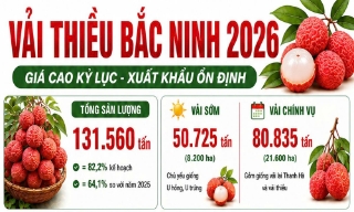Vụ vải thiều Bắc Ninh năm 2026: Giá cao kỷ lục, xuất khẩu ổn định