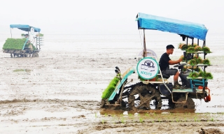 Máy cấy mạ khay tăng hiệu quả sản xuất