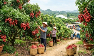 Điều tiết sản lượng để nâng giá trị vải thiều