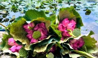 Để di sản ướp trà sen Quảng An luôn song hành cùng nhịp sống đương đại