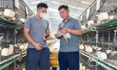 Nuôi chim bồ câu theo hướng kinh tế tuần hoàn