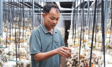  Bắc Ninh: Gần 95 tỷ đồng hỗ trợ nông dân sản xuất, kinh doanh