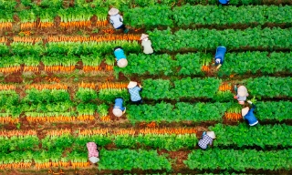 Thu hoạch cà rốt