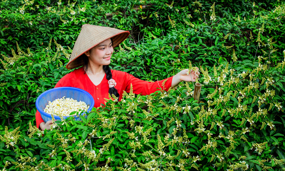  Mùa Hoa Sâm Nam núi Dành