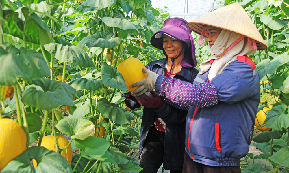  Niềm vui được mùa
