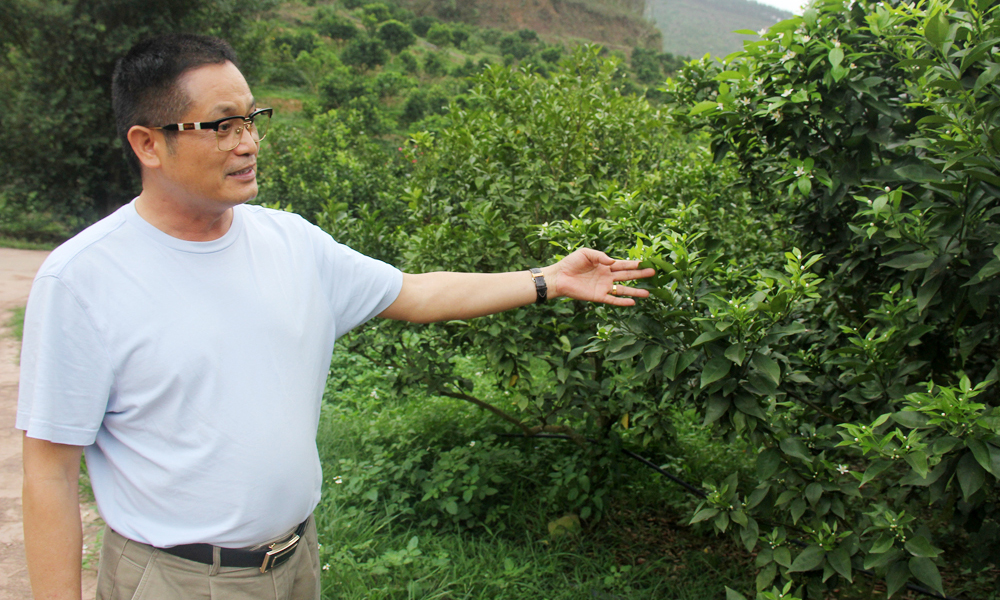 Người nhuộm xanh núi Cai Vàng