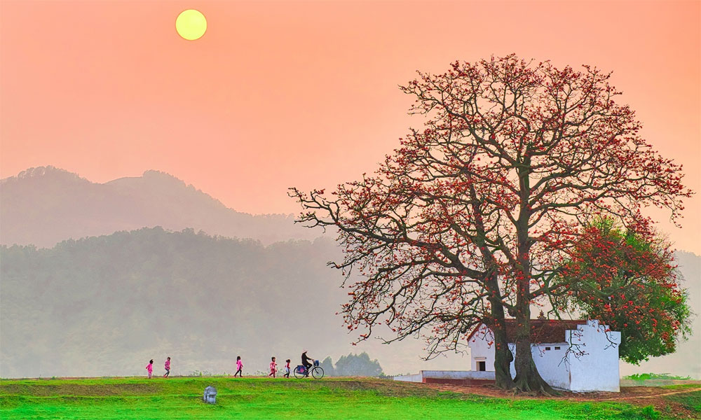 Silk cotton tree in Lang Son commune honored as a Vietnamese heritage tree