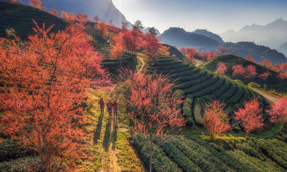 Sa Pa, Cat Ba among most searched Vietnamese small towns by foreign tourists: Agoda