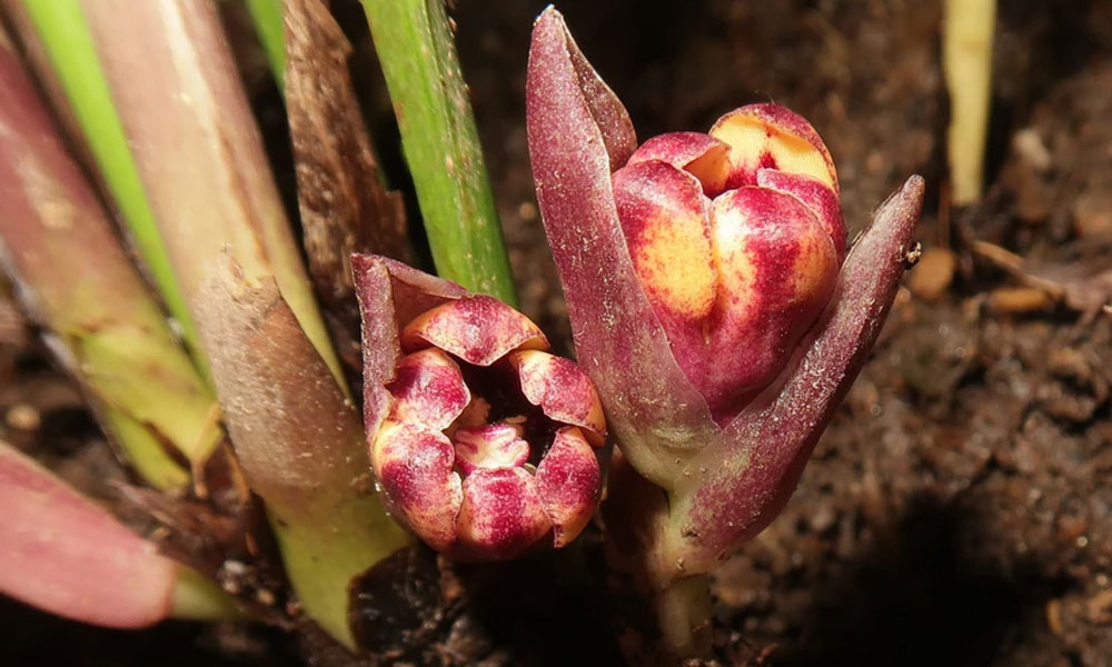 Six new Aspidistra species discovered in Vietnam – China border area