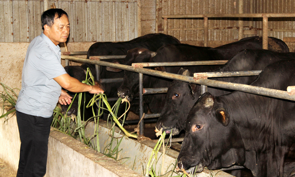 Bac Giang applies biotechnology to develop safe agriculture