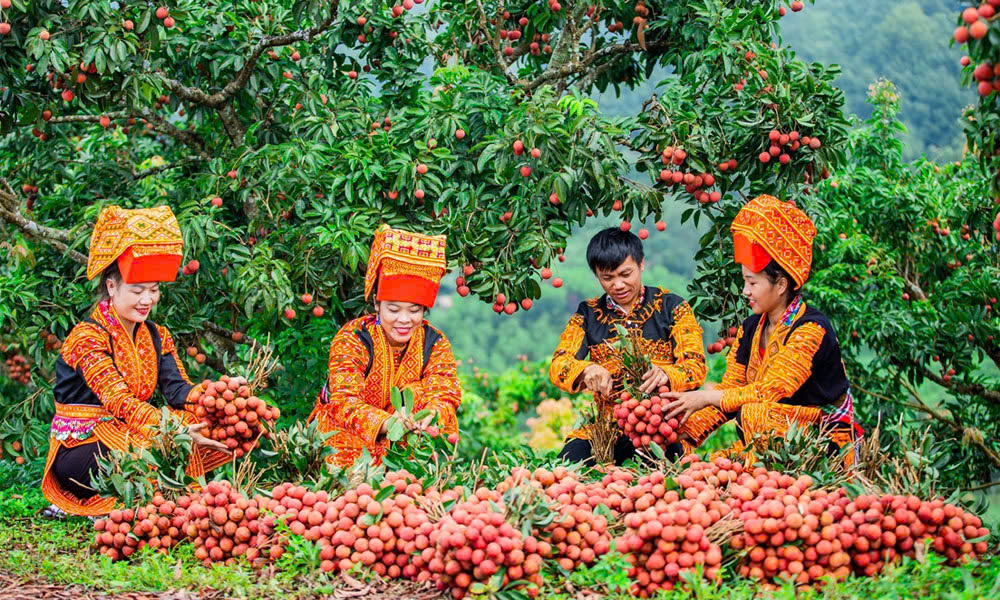 Three more lychee growing area codes approved for export to the US