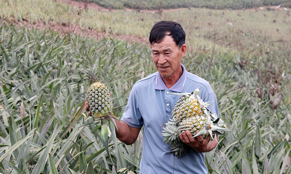 Bac Giang enjoys bumper pineapple crop with good prices