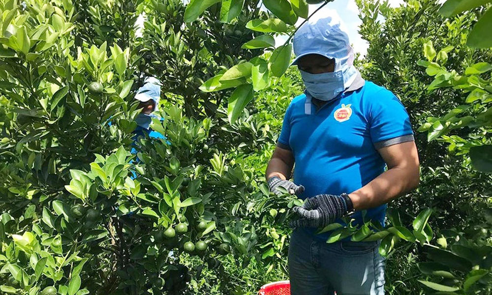 Building value chains — an effective pathway for rural economies