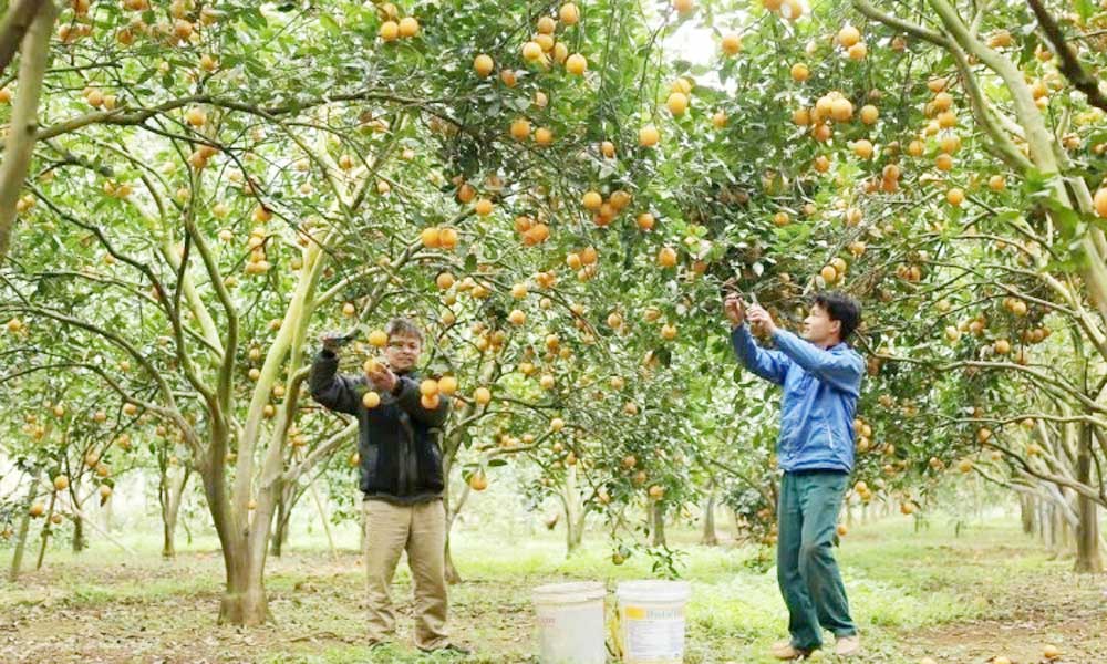 Northern provinces harness innovation to expand fruit exports