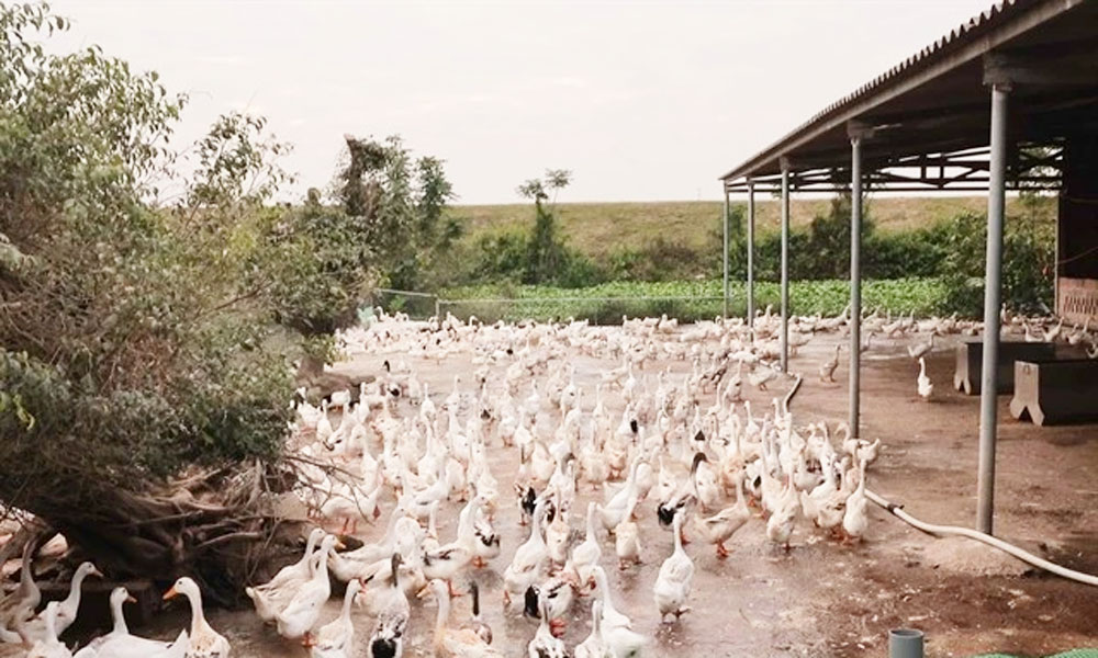 Vietnam increases unsecured loan cap for farmers to 12,000 USD from July